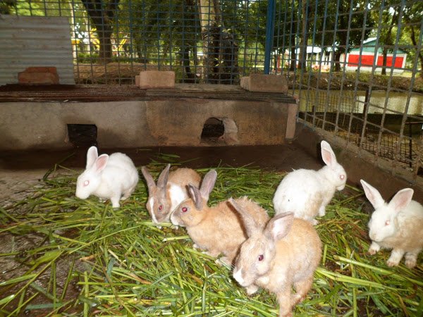 Image result wey dey for IMAGE OF a group RABBIT IN CAGE METHOD