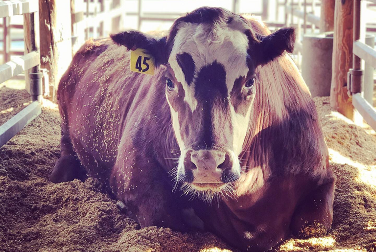 Red seaweed reduces methane emissions from cow belches by 80%