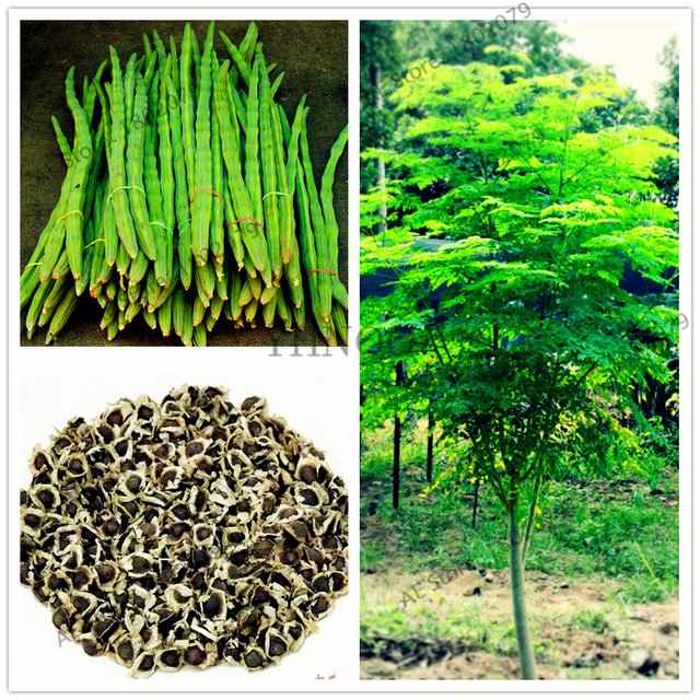 Moringa