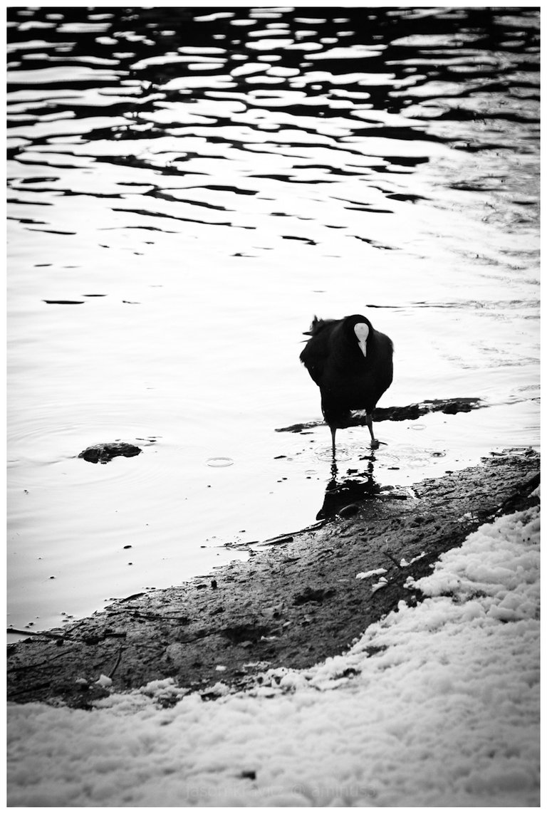 cold coot belgium