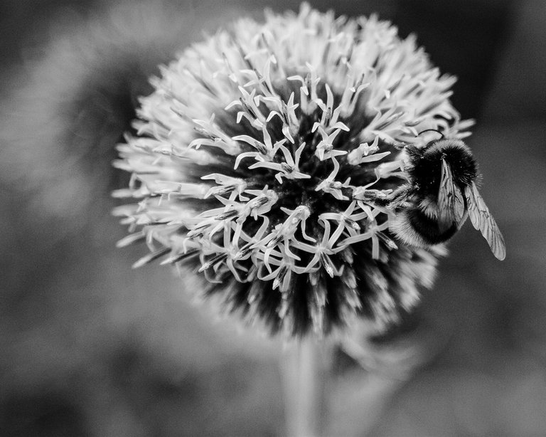 b&w flower by dreamstream