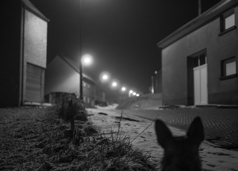 dog eye view of Belgian village