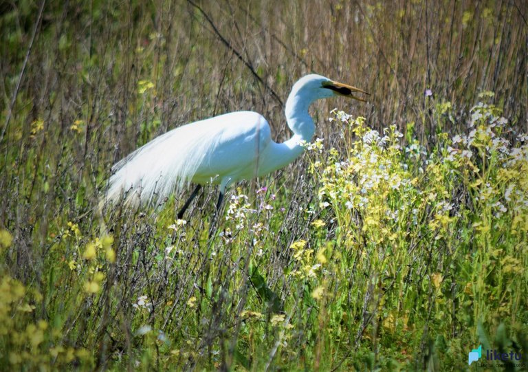 405opjikzkemthj_swanhunting.jpg