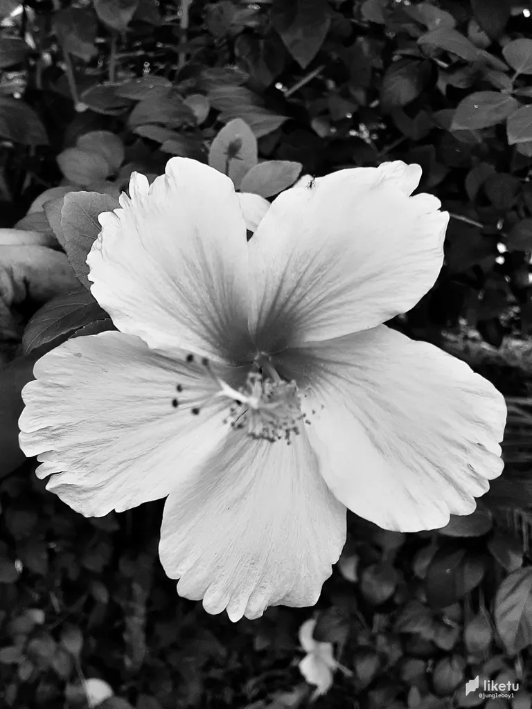 Black & White Photography #1 "Flowers" (16 Photos) #monomad