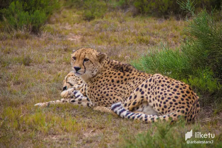 Resting Cheetahs