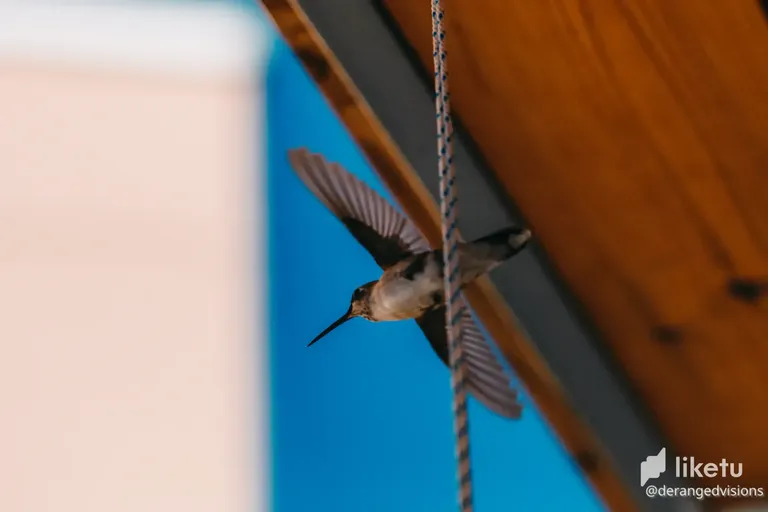 cl6s3bbx602dx1hkfbv1vgdza_bird-9494.webp