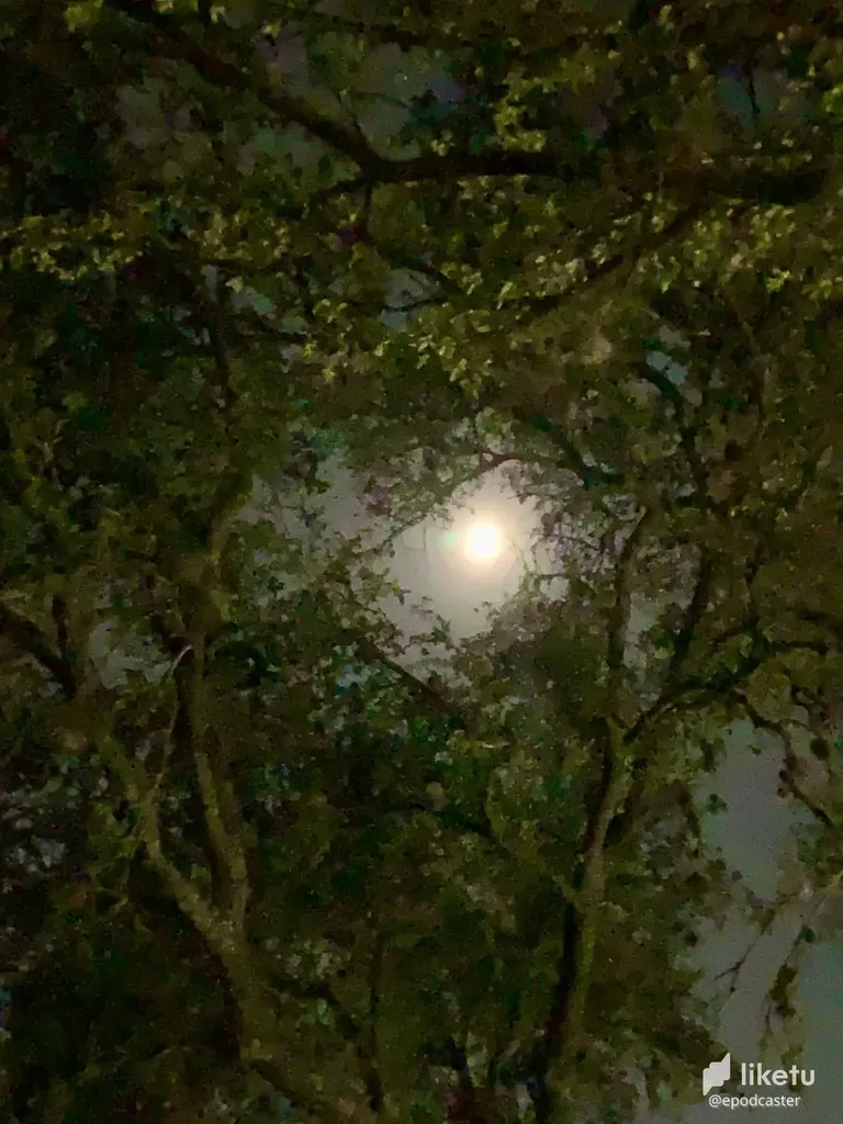 cl6jel4q600z02okffb1z6p1z_Moon_Between_the_Trees.webp