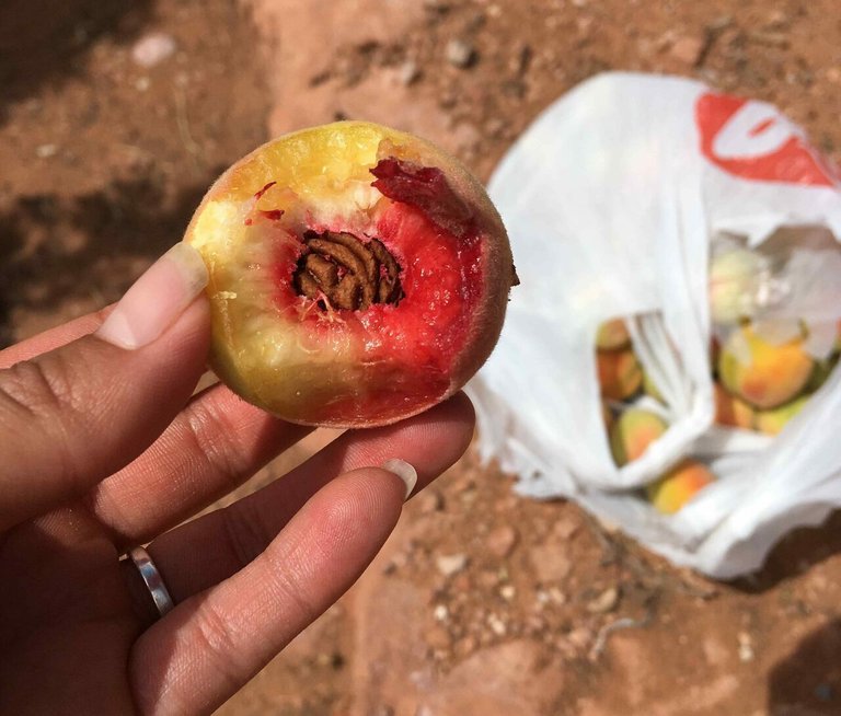 Navajo Peaches