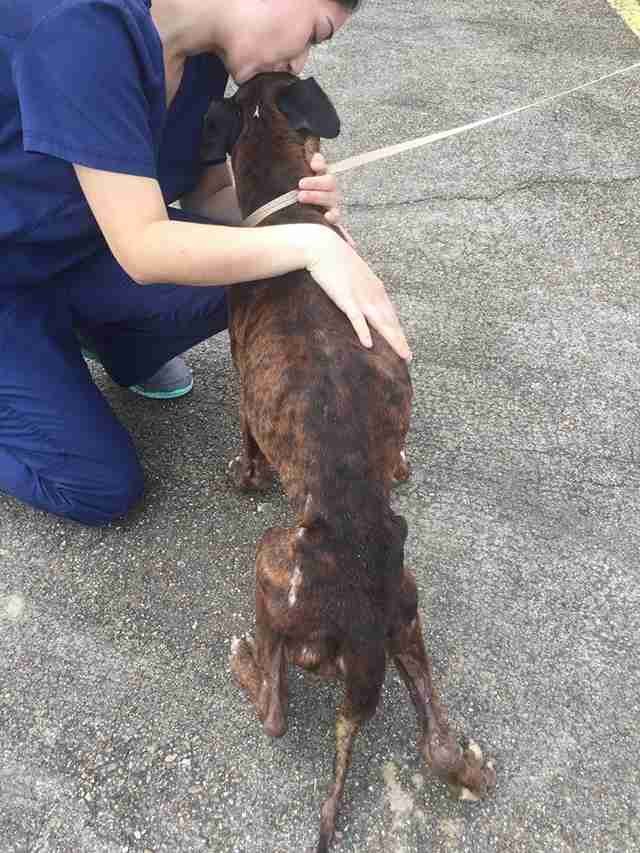 Vet tech kissing rescued dog