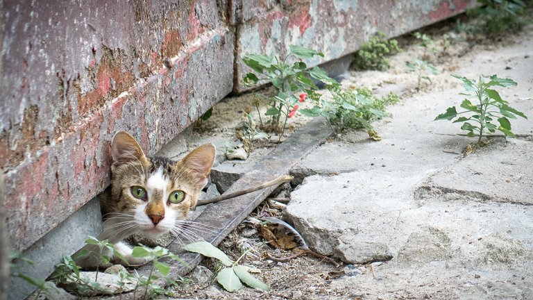 DEK Photography: Whatever you do, there's always a cat watching you!