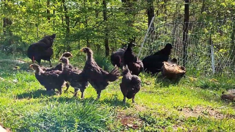 Six Black Copper Maran Chicks Meeting the Flock - A Growing Flock - Baby Chickens / Pullets