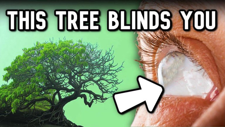 The Tree That Will Leave You Blind
