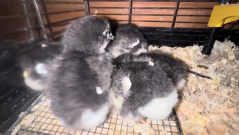 Six Black Copper Maran Chicks Enjoying Breakfast - A Growing Flock - Baby Chickens