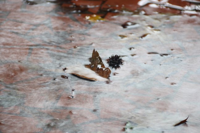 "Leaf in Water"