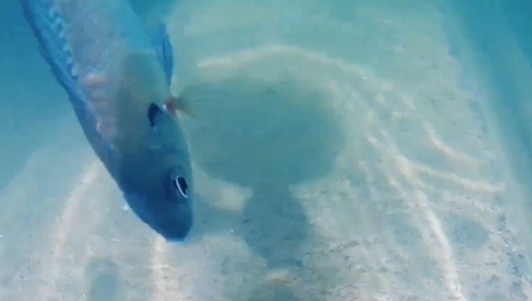 Swimming with the Fishes at the Falls in Ithaca New York