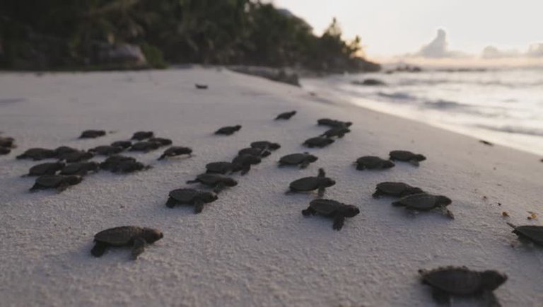Turtle Race