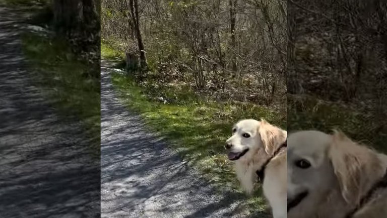 My morning walk with Lola