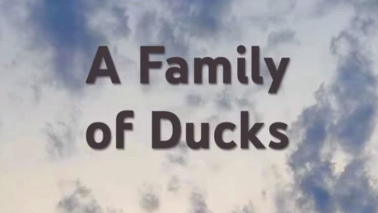 A Family of Ducks