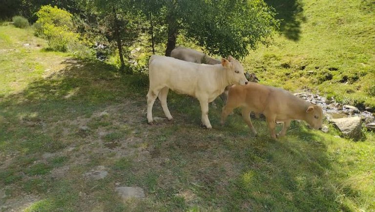 A cow herd's breakfast high up the Pyrenees mountain side!
