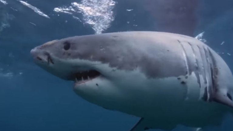 Shark Attack  on the Rideau River