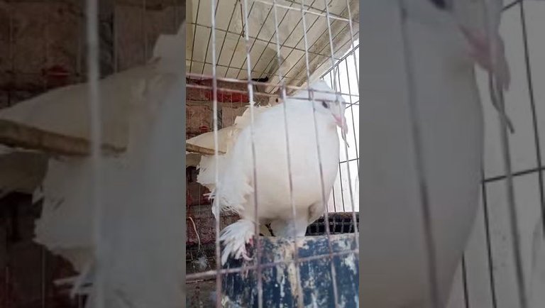 My pigeons 😍