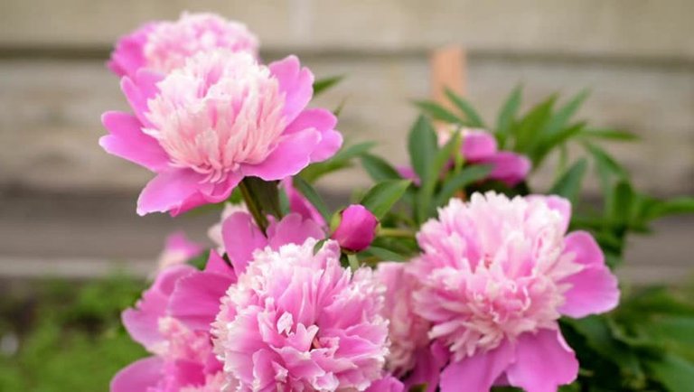 Pink Peony