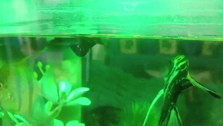 Fish aquarium 🐠🐟
