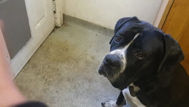 An Ode To Some Lovely Dogs