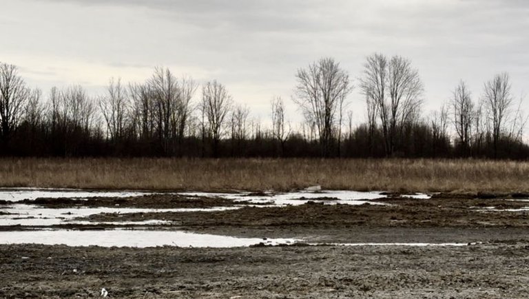 The Sound of frogs on the Old Logging Road