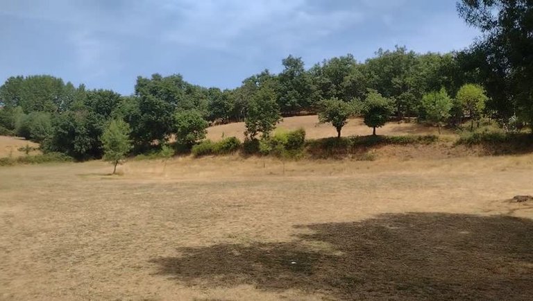 Man, that guy sure likes trees!