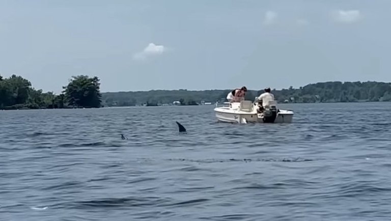 JAWS in the St Lawrence Seaway - Part 1
