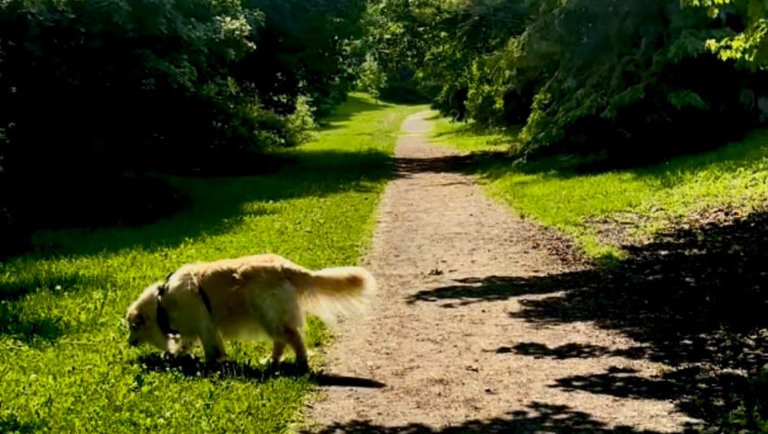 Adagio in C Minor with Lola and Barking dog