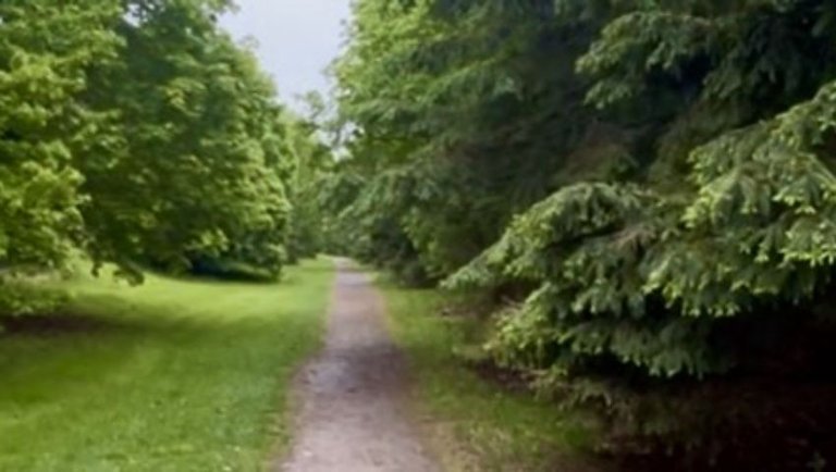 A Rainy morning walk in the Wild Northeast
