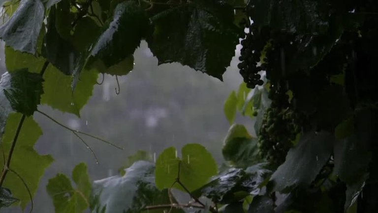 Relaxing Rain Sounds