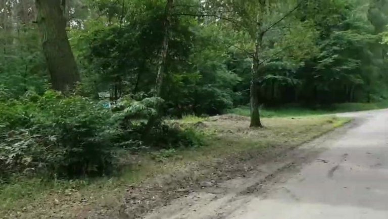 Wycieczka rowerowa do lasu ｜｜ Cycling trip