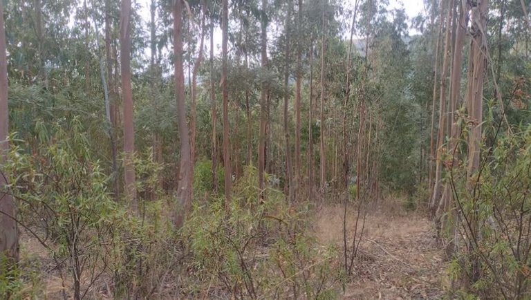 Shamanic Eucalpytus Visions, GreenHeart Portugal & The Original Bramble Experience!