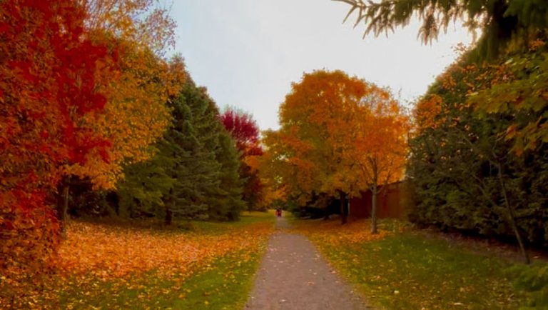 Actifit Autumn morning walk #sportstalk