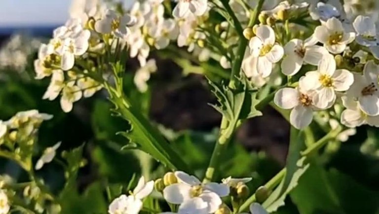 Beautiful Relaxing Music, Stress Relief Music, Calm, Relax, Meditation, 10 Minutes Relax Music