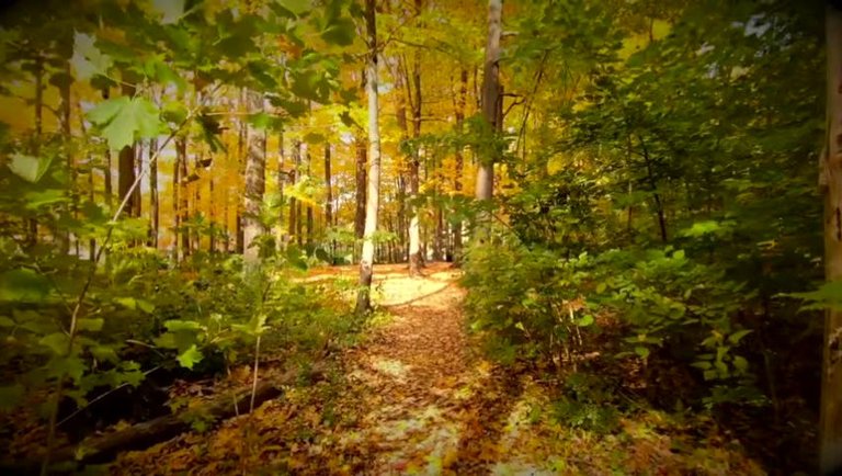 Autumn Colors with Beautiful Harp Music . for meditation, yoga, relaxation
