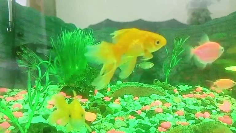 My Aquarium 🐟🐠