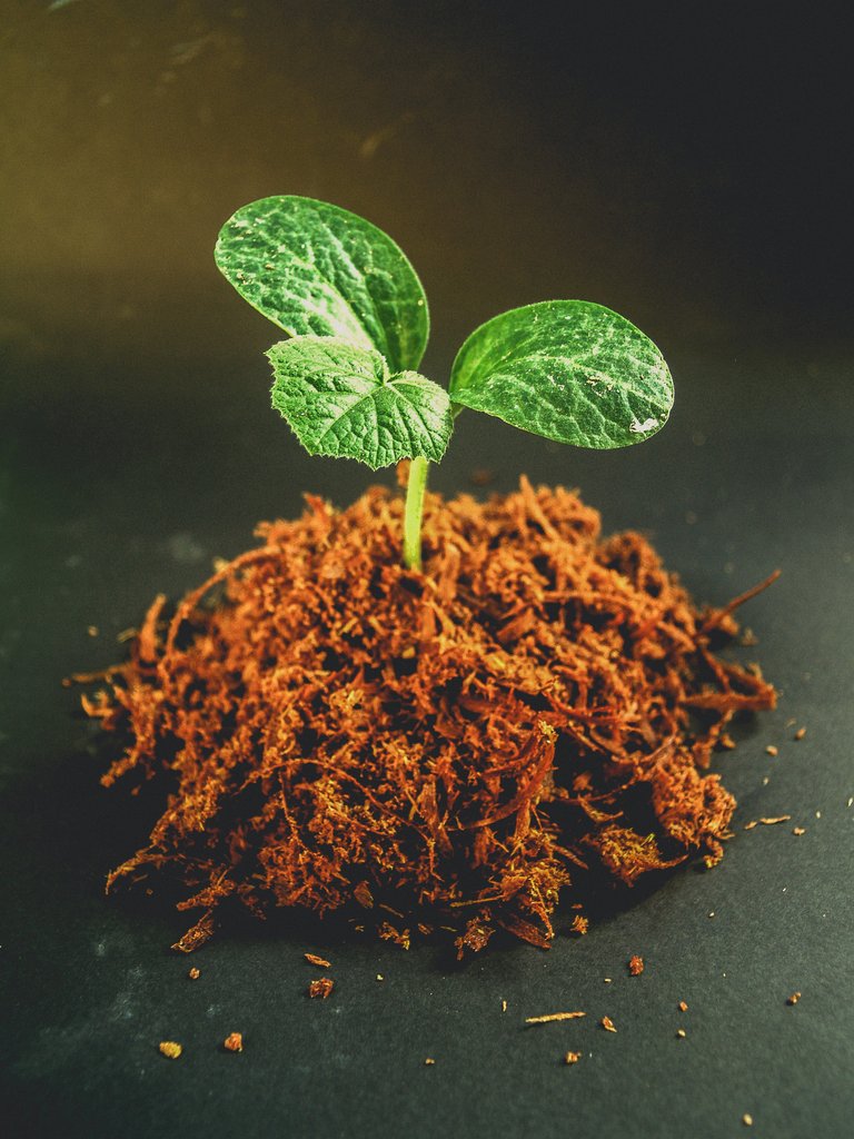 spring, leaf, growth, tree, green, seedling, nature, plant, growing, life, small, gardening, sprout, fresh, agriculture, botany, environmental, ecology, young, sapling, soil, dirt, concept, garden, seed, new, background, land, root, stem, organism, macro photography, Free Images In PxHere