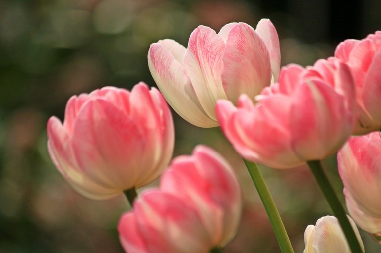 nature, blossom, plant, flower, petal, tulip, spring, pink, close, flora, flowers, tulips, spring flowers, pink flowers, flowering plant, lily family, land plant, Free Images In PxHere