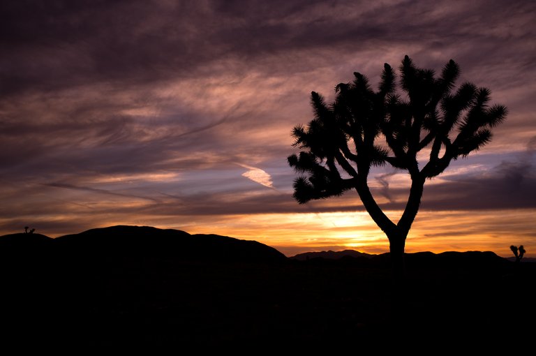 Joshua Tree Sunset