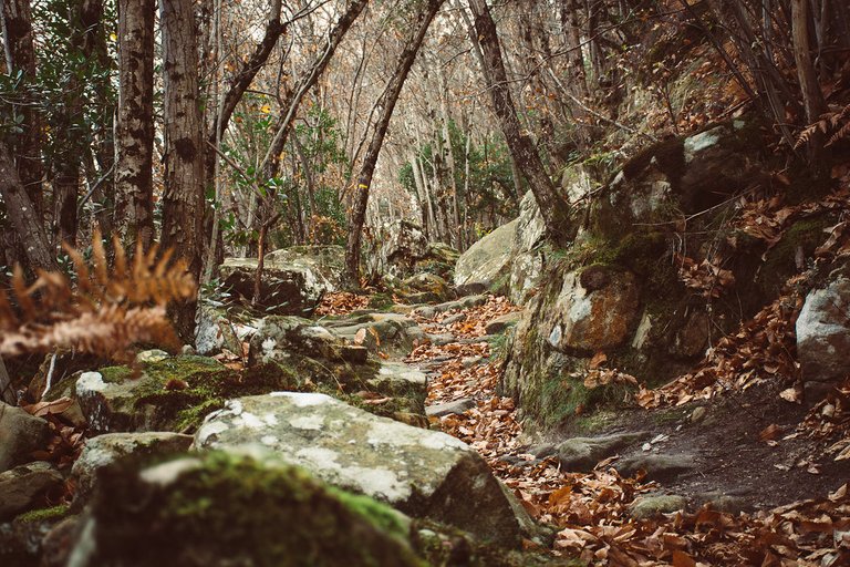 Southern France Forest