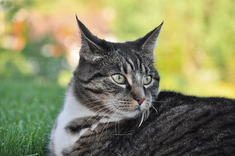 Cat portrait | by steffos1986