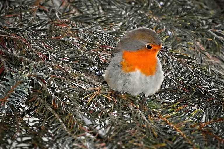 A vörösbegy (Erithacus rubecula) | by ejva.r007