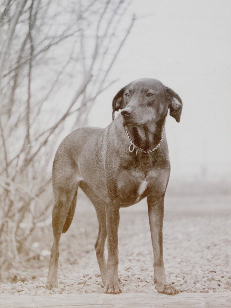 Dutchess as an older dog