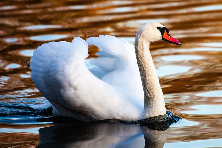 Golden hour swan