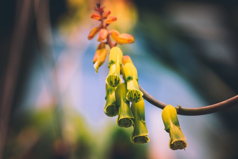 Bells of Nature