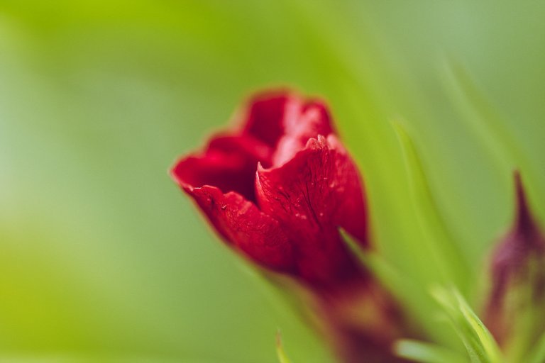 Red Flower